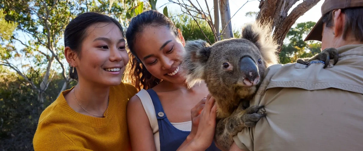 Two people meeting a koala