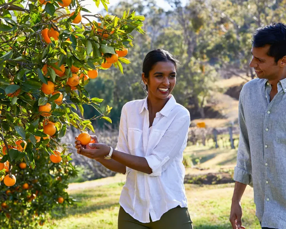 Couple picking fruit at Tinklers